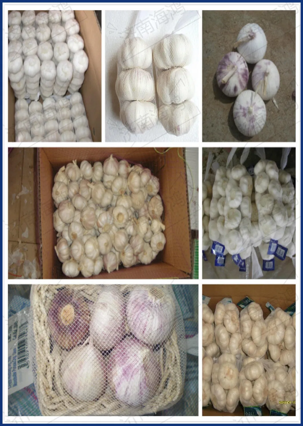 Chinese Export Standard Fresh New Crop Solo Garlic