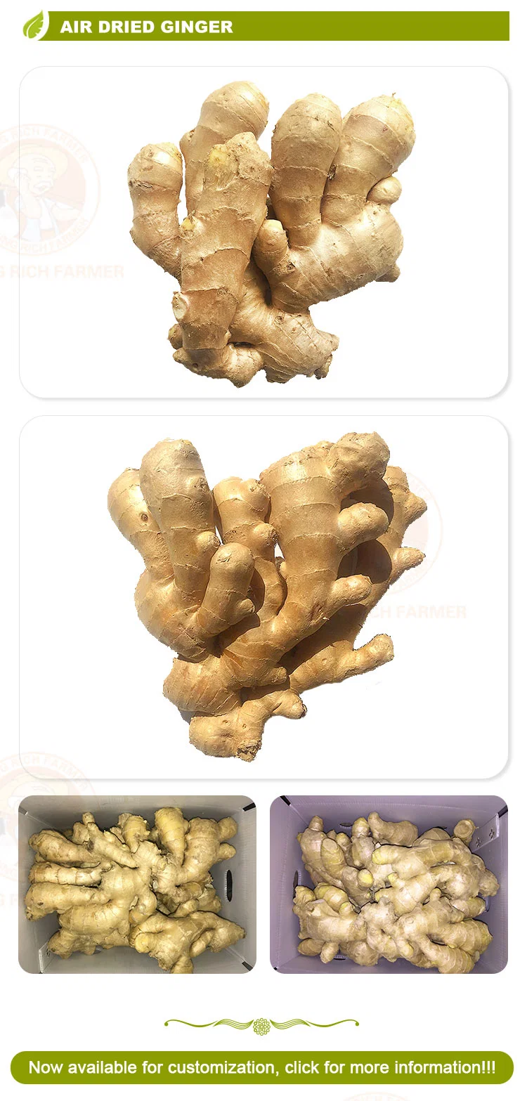 New Crop Fresh Ginger for Sale - Ginger Root Superior Quality From Brazil - Spicy and Fragrant Flavor