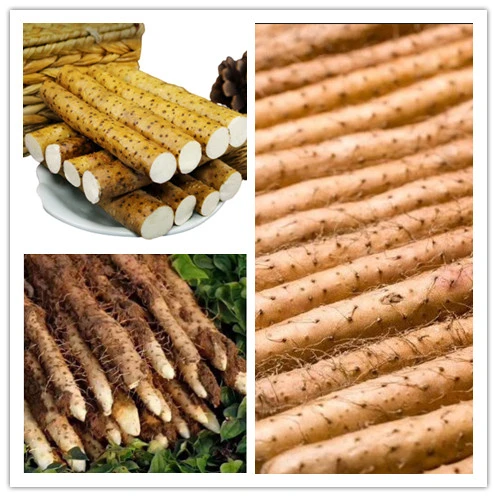 Fresh Chinese Yam Newest Crop Wholesale Price, Delicious Healthy Your Life Vacuum Yam/Iron Yam/Ox-Leg Yam