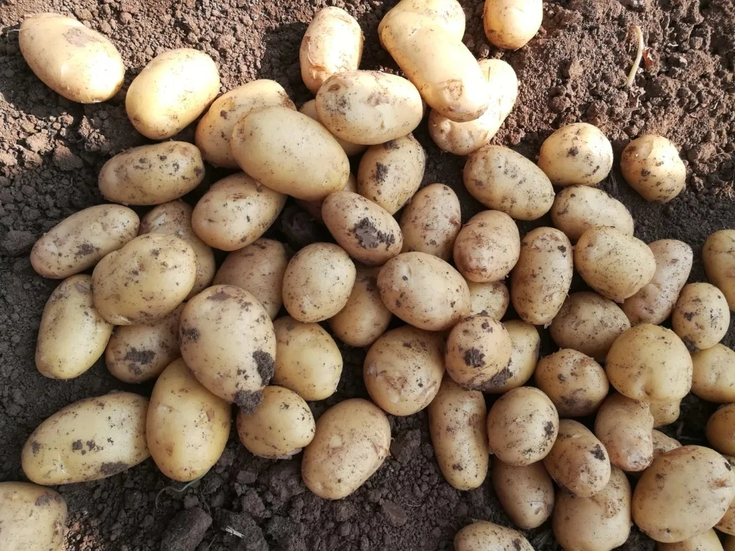 Good Quality Fresh Potato (250g and up) Good Quality Fresh Holland Potato