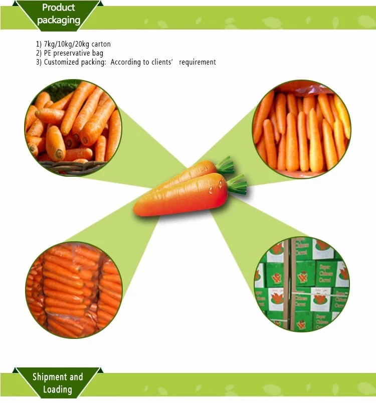 2021 New Crop Fresh Carrot Top Quality Lowest Price From China 80-150g, 150g-200g, 200g-250g, 5kg/Carton, 10kg/Carton Experience Producer Direct Supply